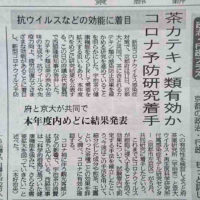 茶カテキン類有効か。コロナ予防着手