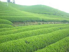 茶園の風景